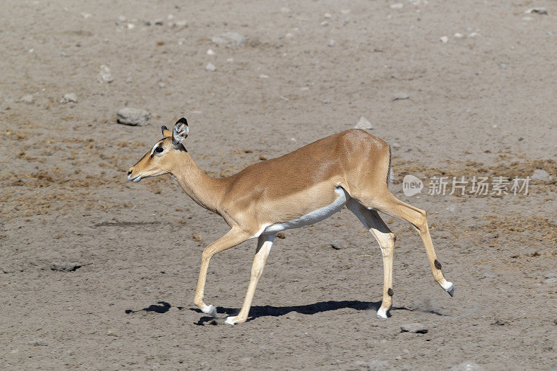 Running Female Impala, Etosha国家公园，纳米比亚